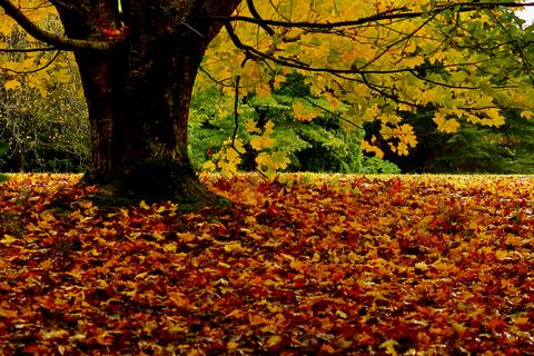 A large tree in autumn colour with a thick carpet of orange and red leaves covering the lawn beneath it.