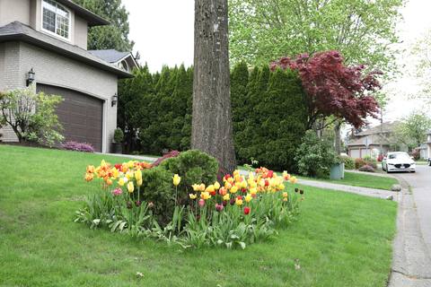 Red and yellow tulips planted in a fresh bed around a tree on a green suburban lawn.